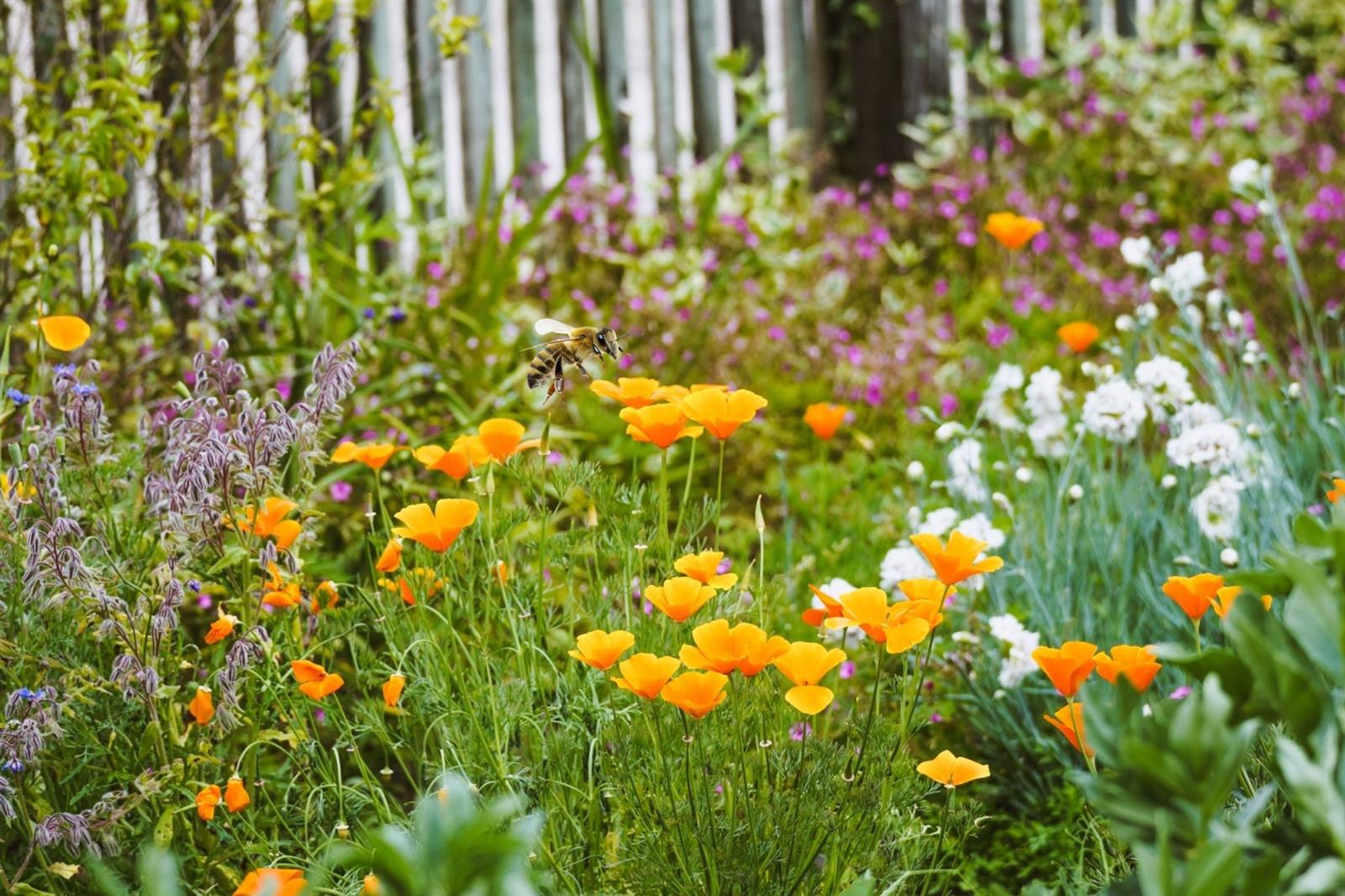Journée biodiversité et jardins