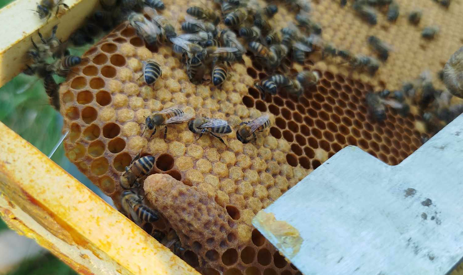 Découverte de l'apiculture et du miel des Land ...