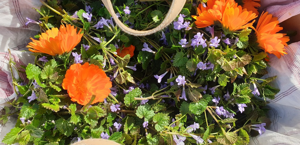 Visite du jardin de plantes médicinales Magie  ...