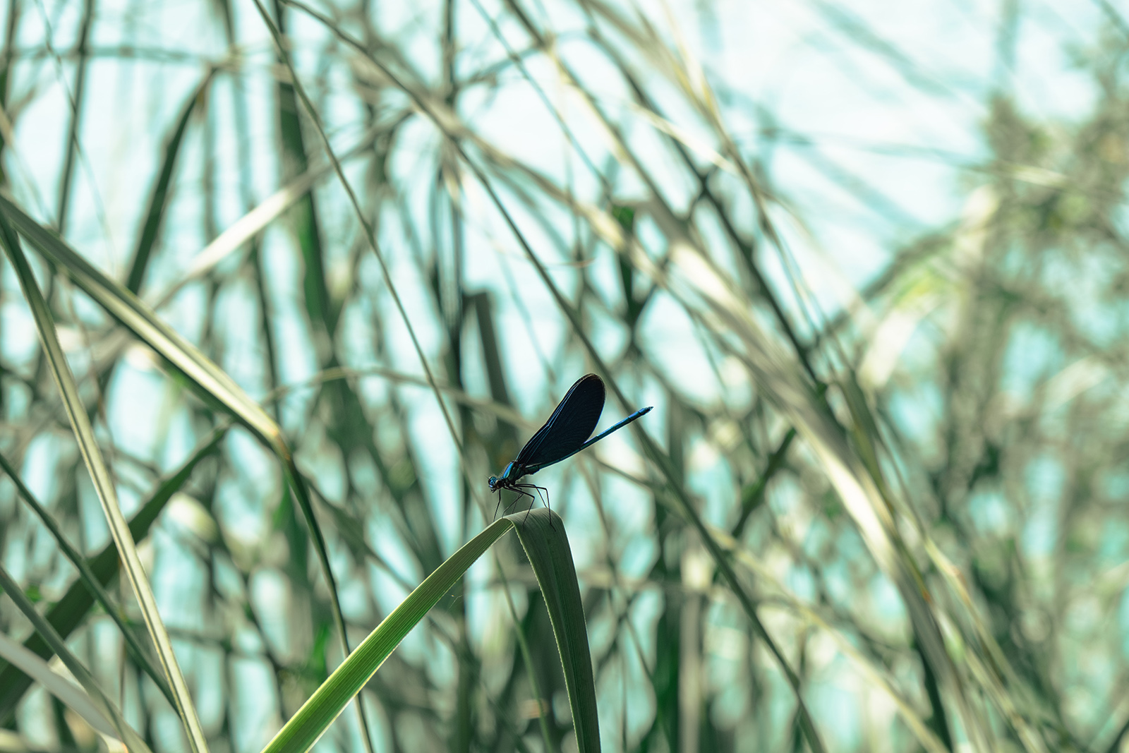 Réserve Naturelle du Marais D'Orx