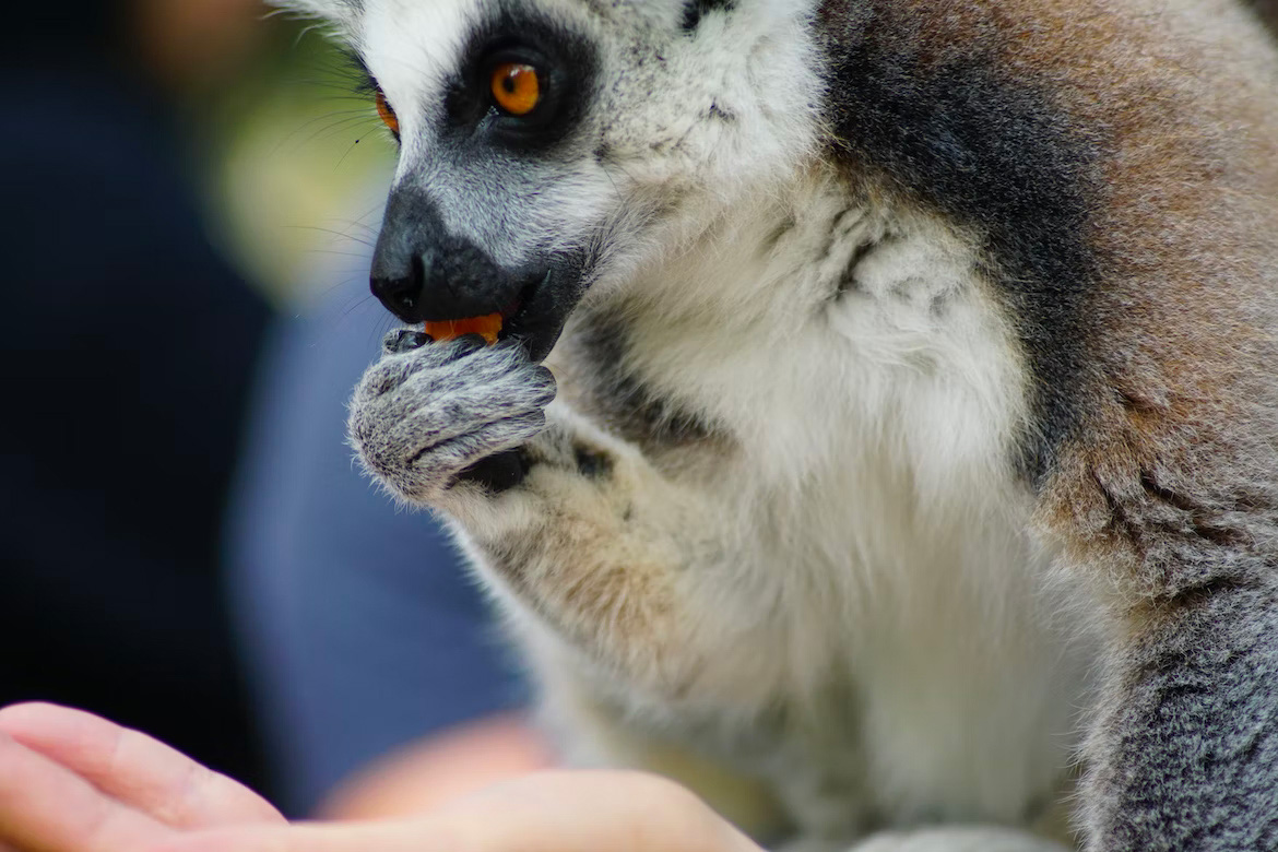 Zoo de Labenne